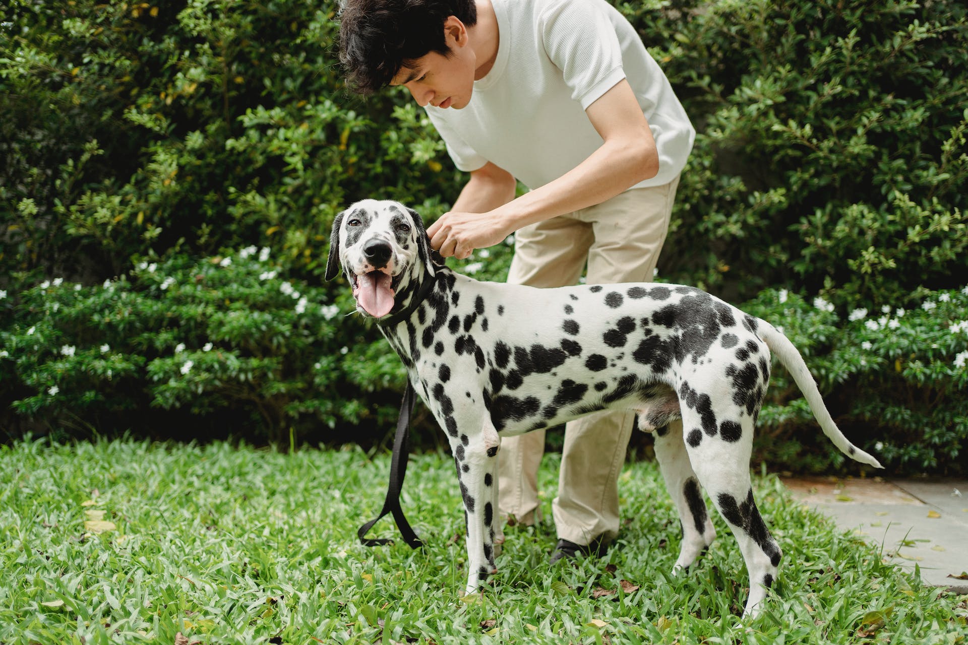The Ultimate Dog Walking Checklist