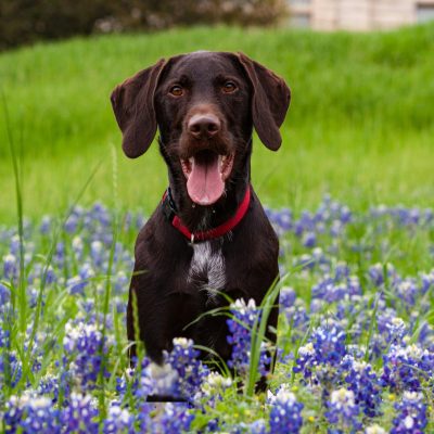 bluebonnetdog